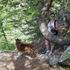 Colorado Trip, Day 2: Fish Creek Falls