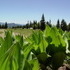 Colorado Trip, Day 4: Rabbit Ears Pass