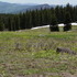 Colorado Trip, Day 4: Rabbit Ears Pass