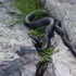 Hawk Mountain