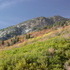 Sugarloaf Road Hike in Alta, Utah