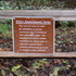 Redwood Trees at Muir Woods National Monument