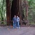 Redwood Trees at Muir Woods National Monument
