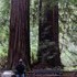 Redwood Trees at Muir Woods National Monument