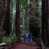 Redwood Trees at Muir Woods National Monument