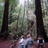 Redwood Trees at Muir Woods National Monument