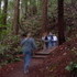Redwood Trees at Muir Woods National Monument