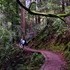 Redwood Trees at Muir Woods National Monument