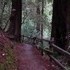 Redwood Trees at Muir Woods National Monument