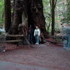Redwood Trees at Muir Woods National Monument