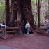 Redwood Trees at Muir Woods National Monument