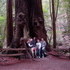 Redwood Trees at Muir Woods National Monument