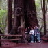Redwood Trees at Muir Woods National Monument