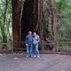 Redwood Trees at Muir Woods National Monument