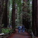 Redwood Trees at Muir Woods National Monument