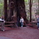 Redwood Trees at Muir Woods National Monument