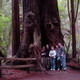 Redwood Trees at Muir Woods National Monument