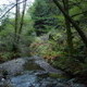 Redwood Trees at Muir Woods National Monument