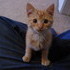 Our New Kitten