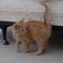 Our New Kitten