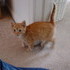 Our New Kitten