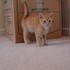Our New Kitten