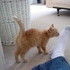 Our New Kitten