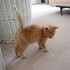Our New Kitten