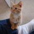 Our New Kitten