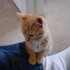 Our New Kitten