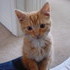 Our New Kitten