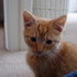 Our New Kitten