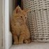 Our New Kitten