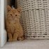 Our New Kitten