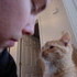Our New Kitten