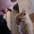 Our New Kitten