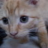 Our New Kitten