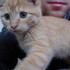 Our New Kitten