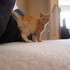 Our New Kitten