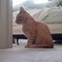 Our New Kitten