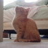 Our New Kitten