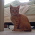 Our New Kitten