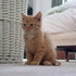 Our New Kitten