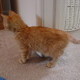 Our New Kitten