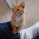 Our New Kitten