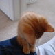Our New Kitten