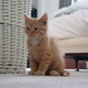 Our New Kitten