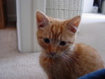Our New Kitten