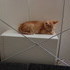 More Kitten Photos