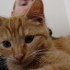 More Kitten Photos